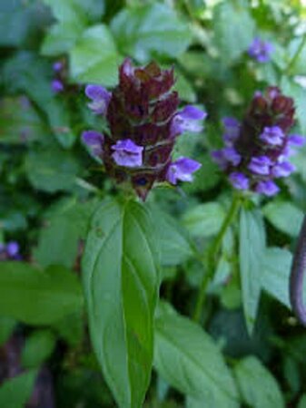 Prunella vulgaris P9