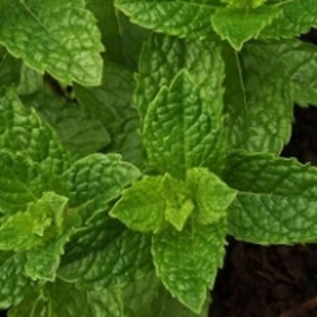 Mentha spicata 'Moroccan' P9 - afbeelding 2