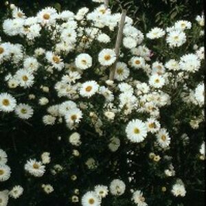 Aster novae-belgii 'White Ladies' P9 - afbeelding 5