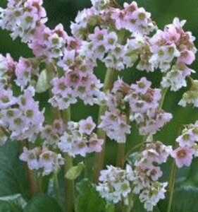 Bergenia 'Baby Doll' P9 - afbeelding 4