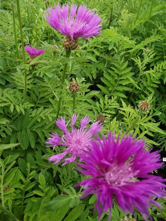 Centaurea dealbata P9 - afbeelding 2