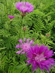 Centaurea dealbata P9 - afbeelding 2
