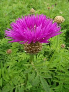 Centaurea dealbata P9 - afbeelding 3