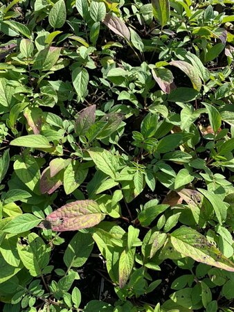 Centaurea dealbata P9 - afbeelding 1