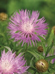 Centaurea dealbata P9 - afbeelding 5