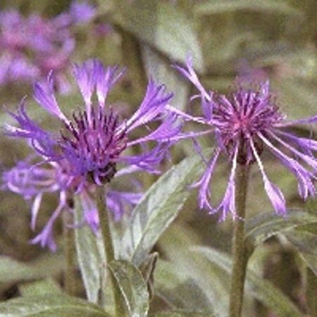 Centaurea montana 'Coerulea' P9 - afbeelding 2