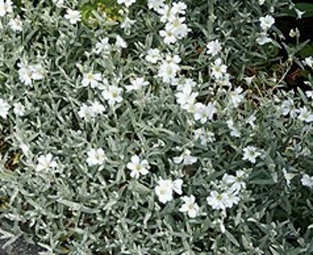 Cerastium tomentosum P9 - afbeelding 2