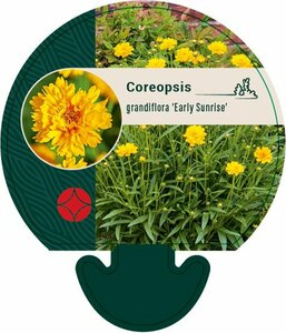Coreopsis gr. 'Early Sunrise' P9 - afbeelding 4