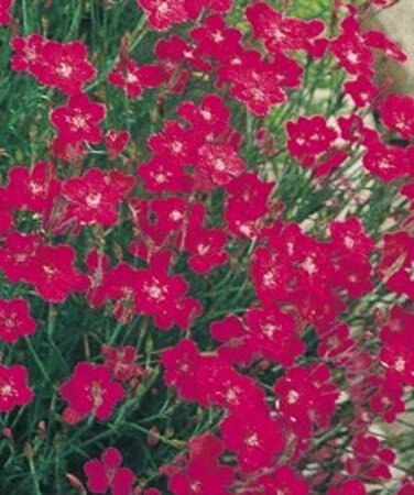Dianthus deltoides 'Brilliant' P9 - afbeelding 2
