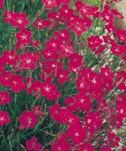 Dianthus deltoides 'Brilliant' P9 - afbeelding 2