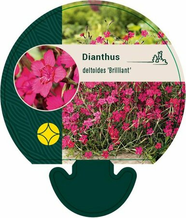 Dianthus deltoides 'Brilliant' P9 - afbeelding 1