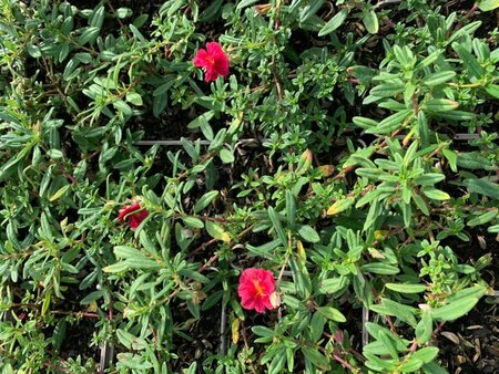Helianthemum 'Cerise Queen' P9 - afbeelding 1