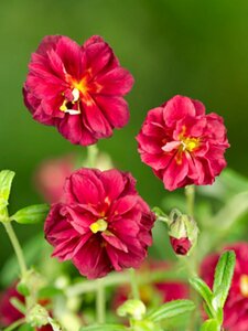 Helianthemum 'Cerise Queen' P9 - afbeelding 4