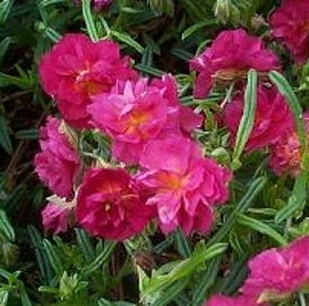Helianthemum 'Cerise Queen' P9 - afbeelding 5