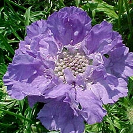 Scabiosa caucasica 'Perfecta' P9 - afbeelding 2