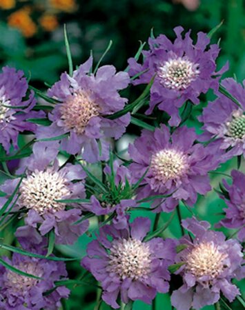 Scabiosa caucasica 'Perfecta' P9 - afbeelding 3