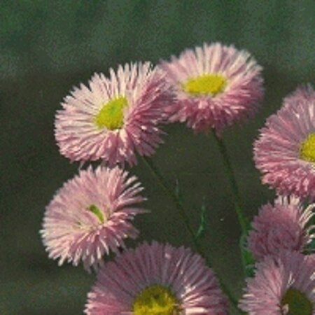 Erigeron 'Rosa Juwel' P9 - afbeelding 2