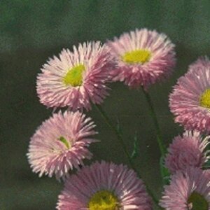 Erigeron 'Rosa Juwel' P9 - afbeelding 2