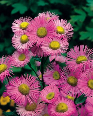 Erigeron 'Rosa Juwel' P9 - afbeelding 3