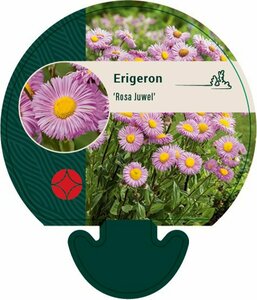Erigeron 'Rosa Juwel' P9 - afbeelding 1