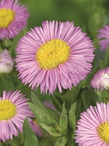 Erigeron 'Rosa Juwel' P9 - afbeelding 4