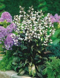 Penstemon digitalis 'Husker Red' P9 - afbeelding 2