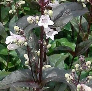 Penstemon digitalis 'Husker Red' P9 - afbeelding 3
