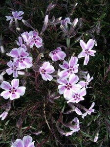 Phlox subulata 'Candy Stripes' P9 - afbeelding 6
