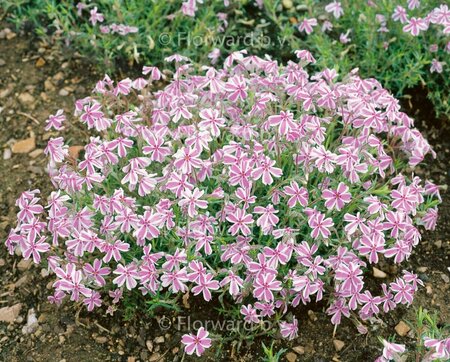 Phlox subulata 'Candy Stripes' P9 - afbeelding 1