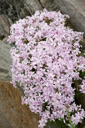 Phlox subulata 'Candy Stripes' P9 - afbeelding 2