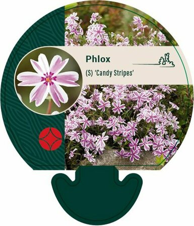 Phlox subulata 'Candy Stripes' P9 - afbeelding 4
