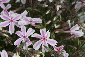 Phlox subulata 'Candy Stripes' P9 - afbeelding 3