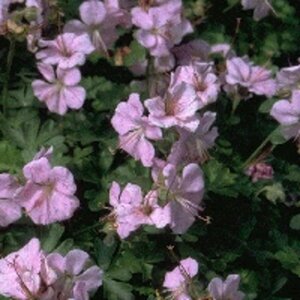 Geranium dalmaticum P9 - afbeelding 3