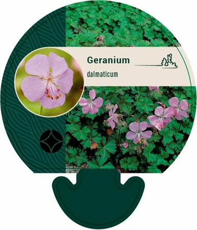 Geranium dalmaticum P9 - afbeelding 1
