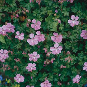 Geranium dalmaticum P9 - afbeelding 4