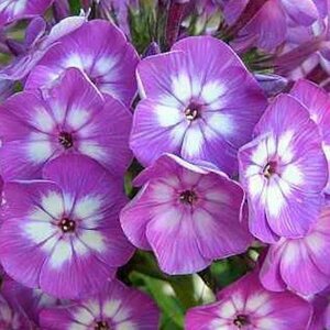 Phlox paniculata 'Laura'=Uspech P9 - afbeelding 4