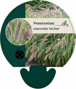 Pennisetum alopecuroides 'Redhead' P9