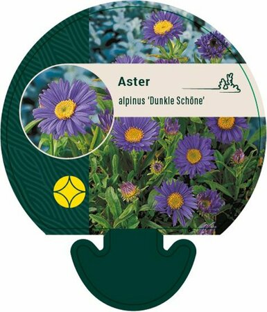 Aster alpinus 'Dunkle Schöne' P9 - afbeelding 4