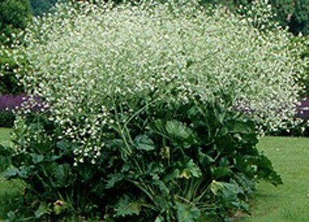 Crambe cordifolia P9 - afbeelding 2