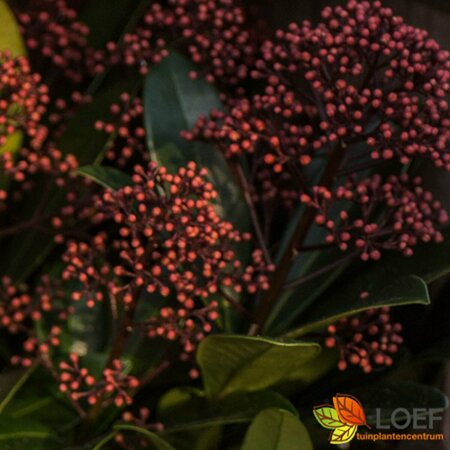 Skimmia japonica 'Rubella' 25/30 C. - afbeelding 1