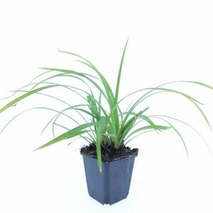 Skimmia japonica 'Rubella' 25/30 C. - afbeelding 7