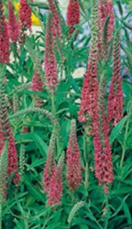 Veronica spicata 'Heidekind' P9 - afbeelding 1