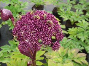 Angelica gigas P9 - afbeelding 2