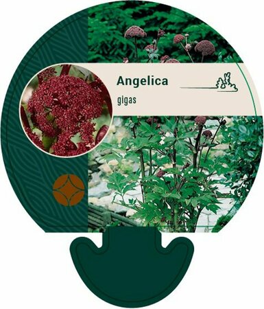 Angelica gigas P9 - afbeelding 1