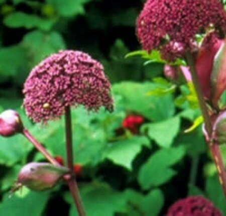 Angelica gigas P9 - afbeelding 3