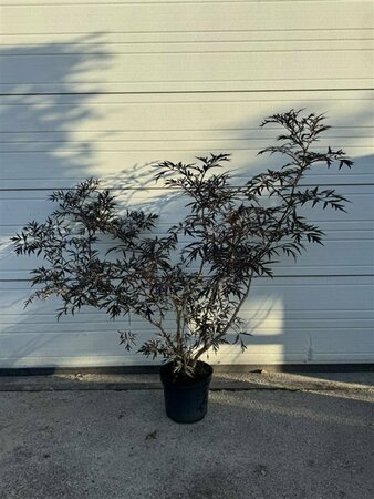 Sambucus nigra 'Black Lace' C3 - afbeelding 3