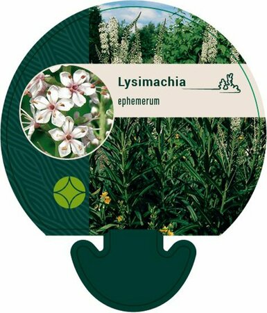 Lysimachia ephemerum P9 - afbeelding 1