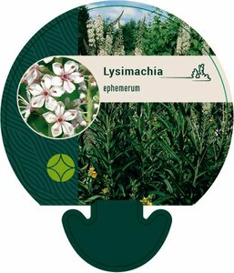 Lysimachia ephemerum P9 - afbeelding 1