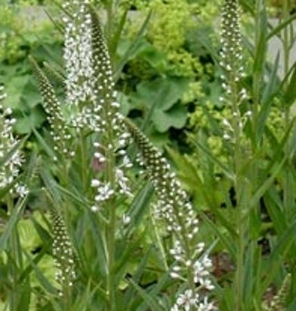 Lysimachia ephemerum P9 - afbeelding 2