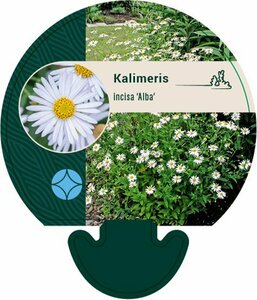 Kalimeris incisa 'Alba' P9 - afbeelding 4